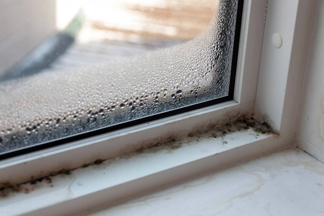 , ​What to Do If You Discover Mold